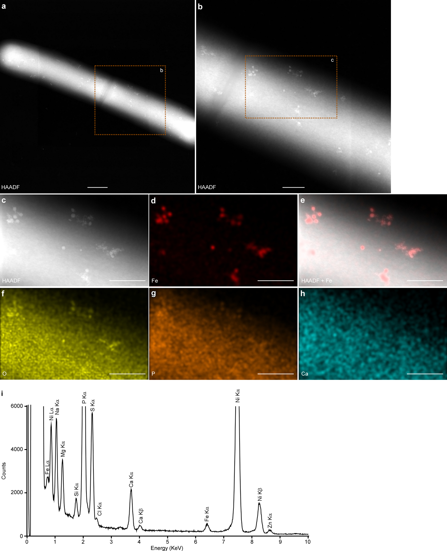 Extended Data Fig. 4 |