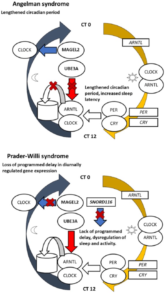 Figure 4.