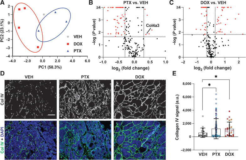 Figure 2. Collagen IV is upregulated by chemotherapy in MMTV-PyMT tumors. A, PCA of proteomics study investigating dECM composition from vehicle-, paclitaxel-, and doxorubicin-treated tumors. B, Volcano plot comparing dECM composition of paclitaxel- and vehicle-treated dECM. C, Volcano plot comparing dECM composition of doxorubicin- and vehicle-treated dECM. Dotted lines show effect size threshold (vertical) or Benjamini–Hochberg adjusted α (horizontal). D, Immunostaining of MMTV-PyMT sections from vehicle-, paclitaxel-, or doxorubicin-treated mice stained for collagen IV and nuclei (scale bar, 100 µmol/L). E, Intensity of collagen IV signal in vehicle-, paclitaxel-, or doxorubicin-treated MMTV-PyMT sections. Like-colored points represent fields of view from the same tissue section and mouse. Data show mean ± SD [n = at least 3 dECM scaffolds (A–C) or at least 5 independent mice (D, E)]. Significance was determined by unpaired t test. *, P < 0.05. PTX, paclitaxel; DOX, doxorubicin; VEH, vehicle; col IV, collagen IV.