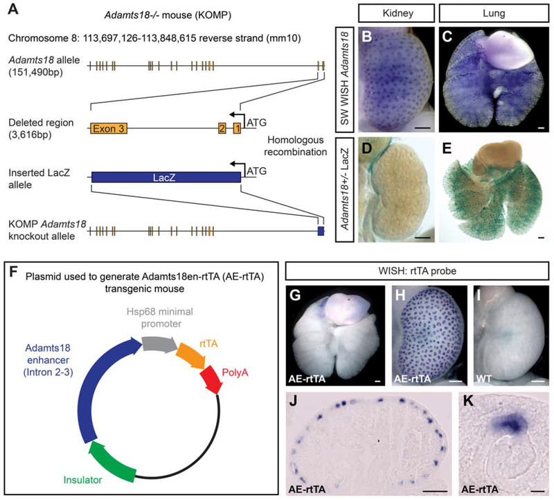 Fig. 1: