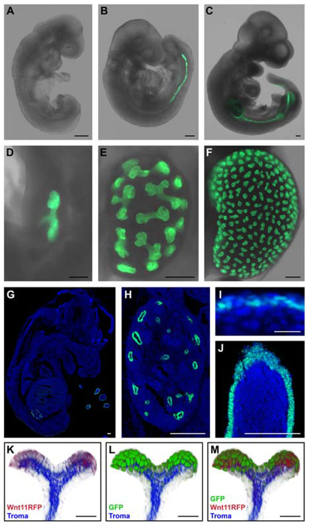 Fig. 3: