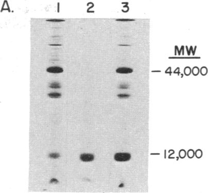 graphic file with name pnas00058-0547-c.jpg