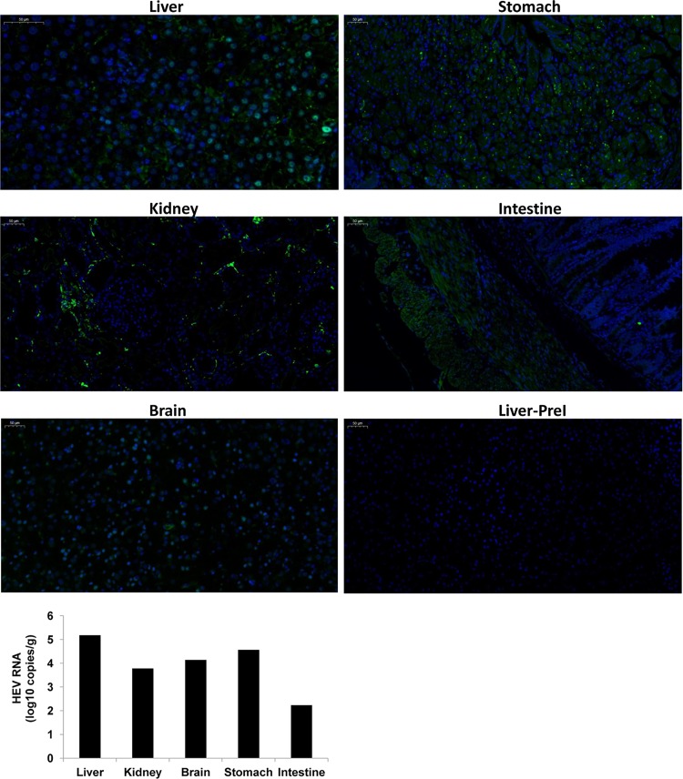 FIG 6