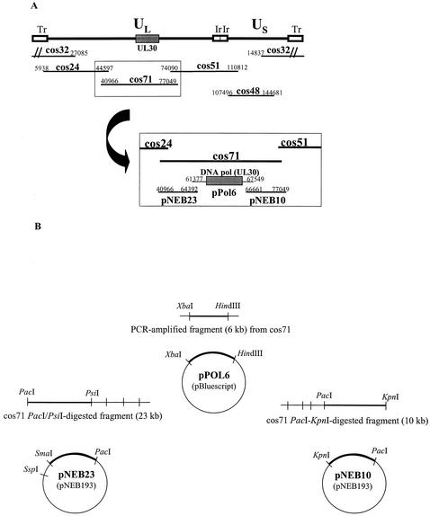 FIG. 1.