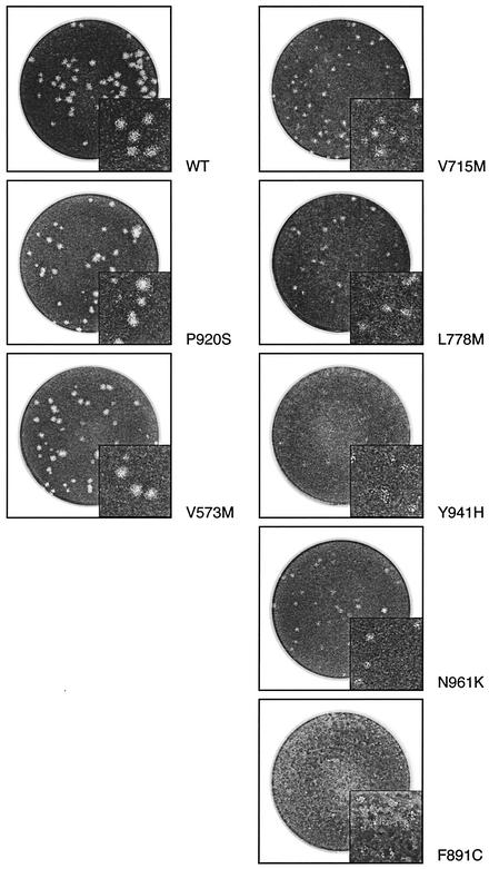 FIG. 3.