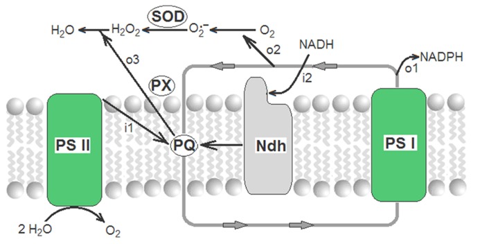 FIGURE 2