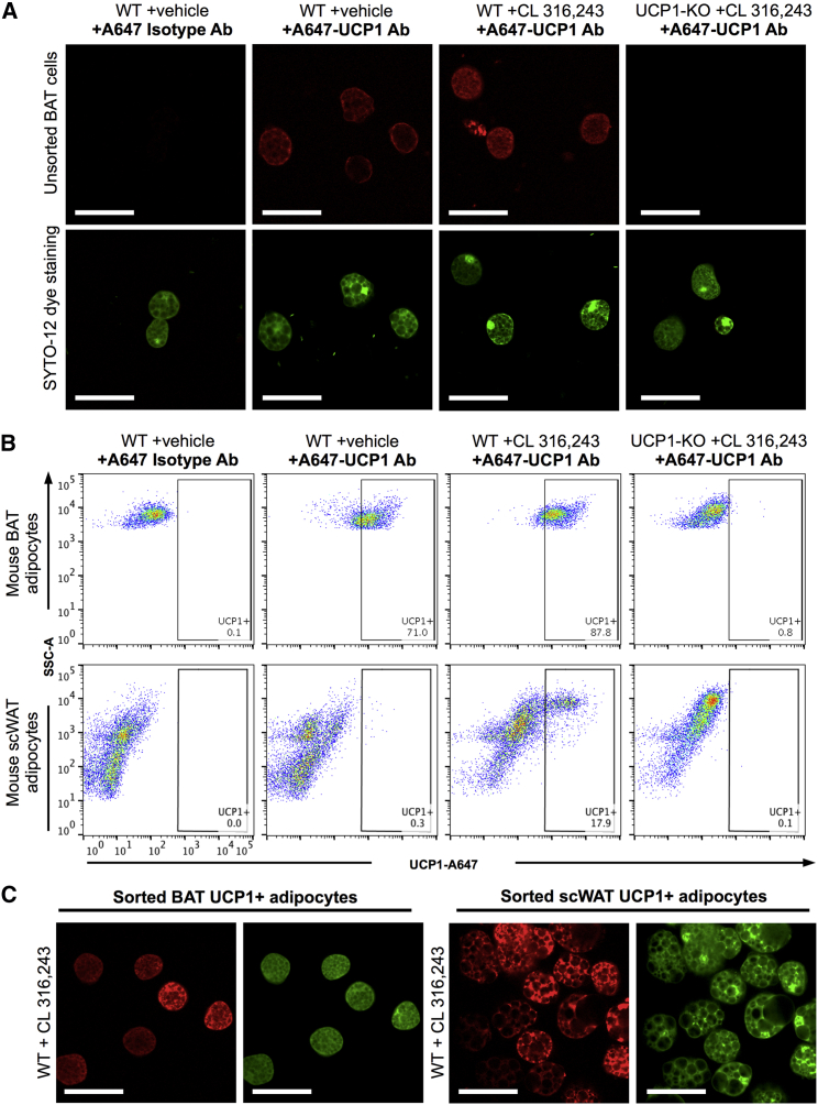 Figure 6