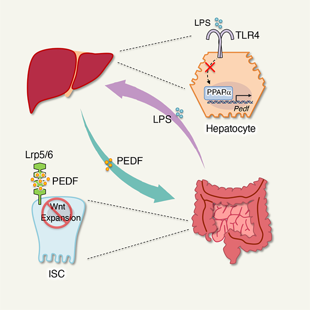 Gut-liver axis calibrates intestinal stem cell fitness - PMC