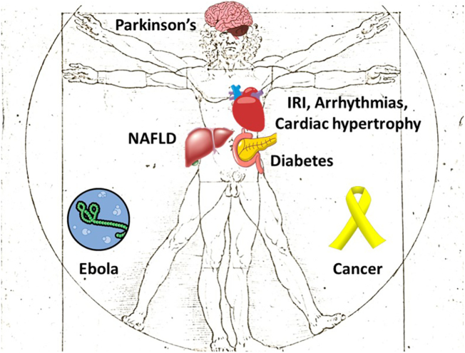 Fig. 1