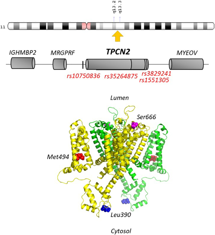 Fig. 2