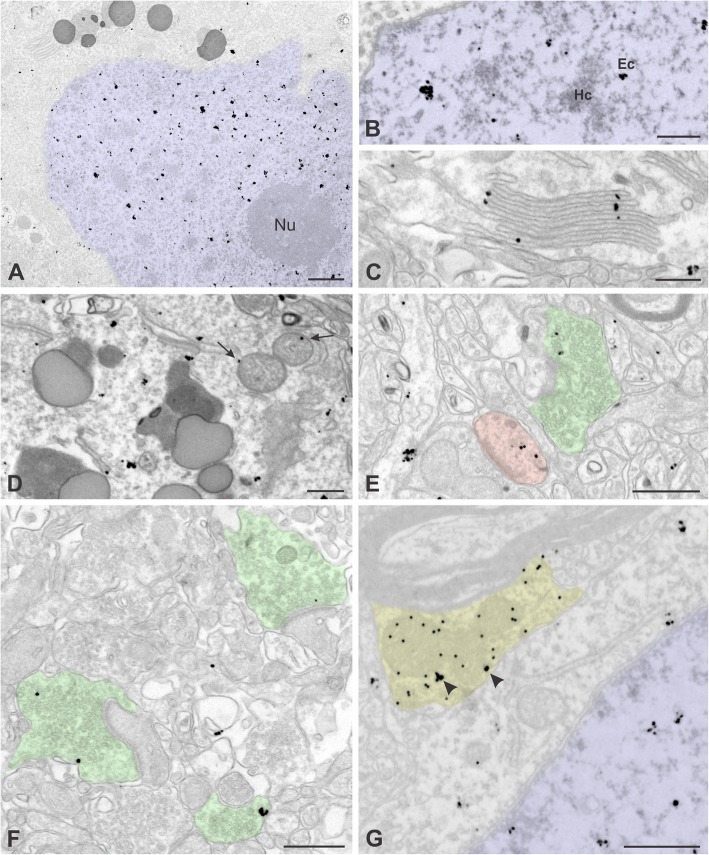 Fig. 8