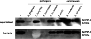 FIG 6