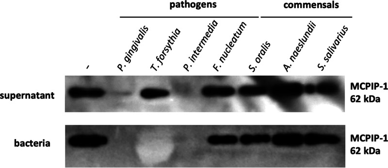 FIG 6