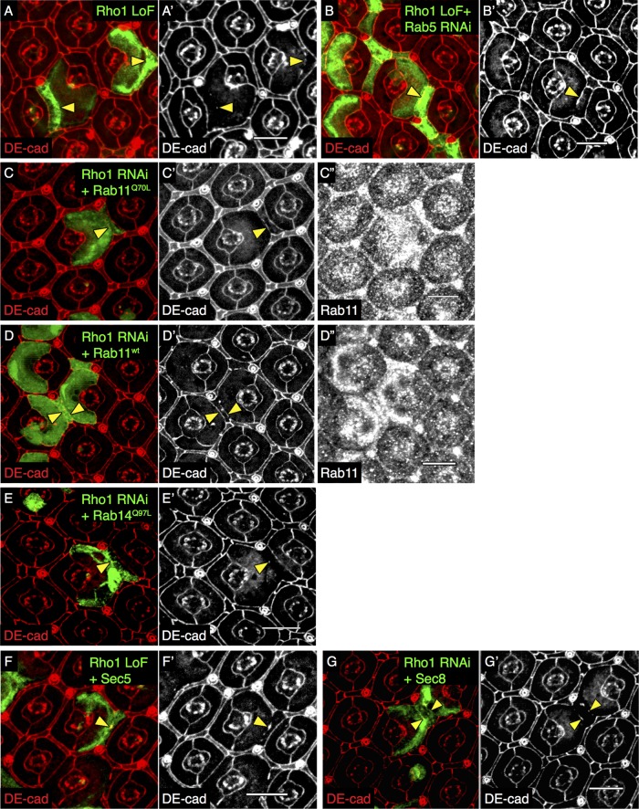 FIGURE 3: