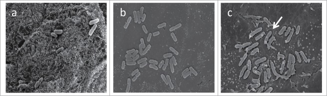 Figure 5.