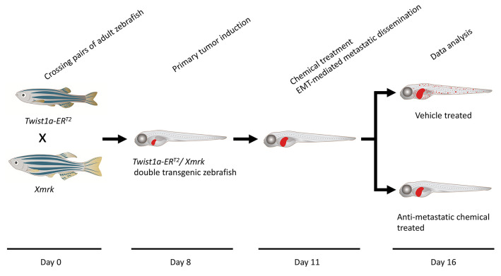 graphic file with name BioProtoc-13-10-4673-ga001.jpg