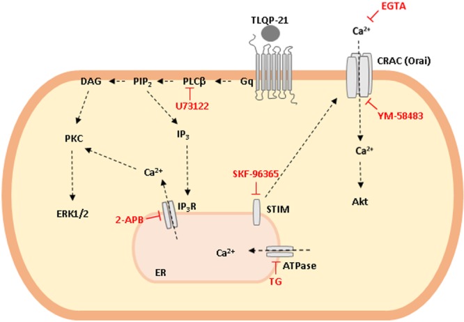 GRAPHICAL ABSTRACT