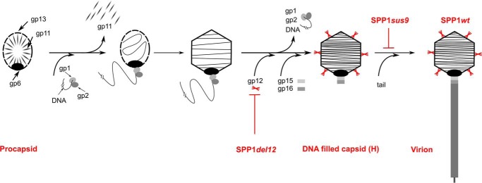 FIGURE 1.