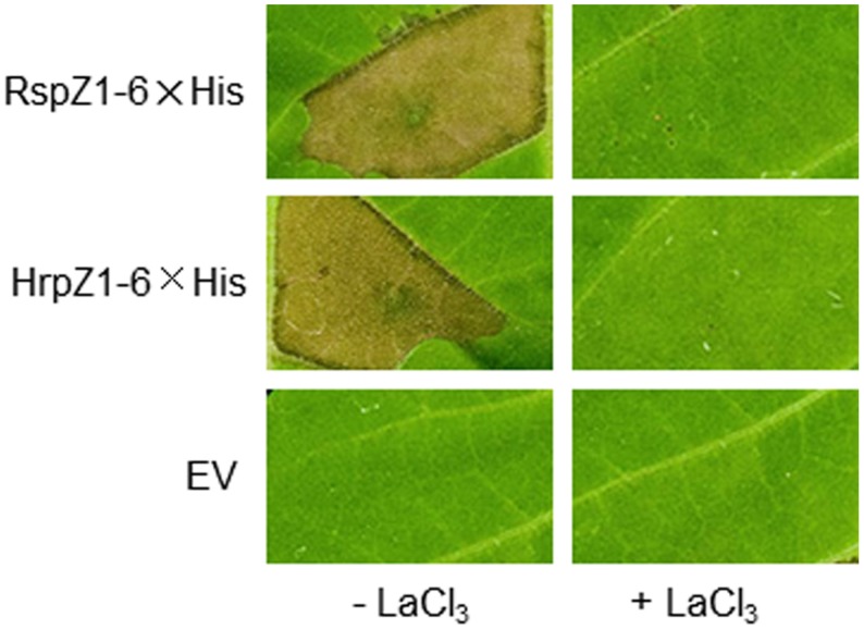 FIGURE 4