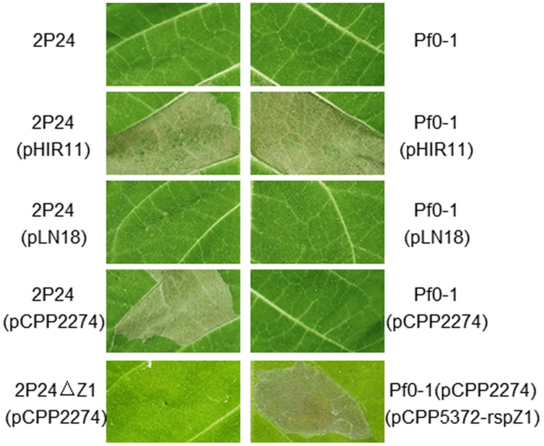 FIGURE 3