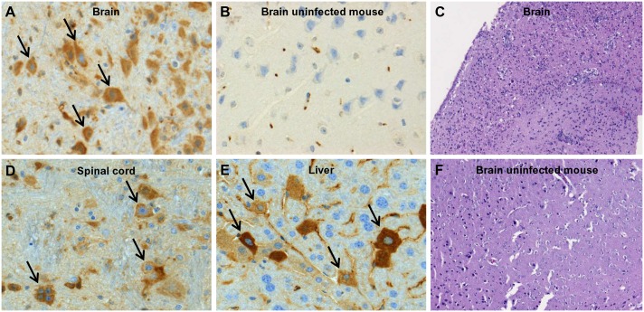 Fig 4