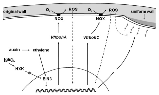 graphic file with name psb-7-1125-g2.jpg