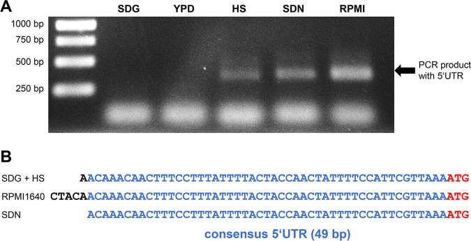 FIG 2
