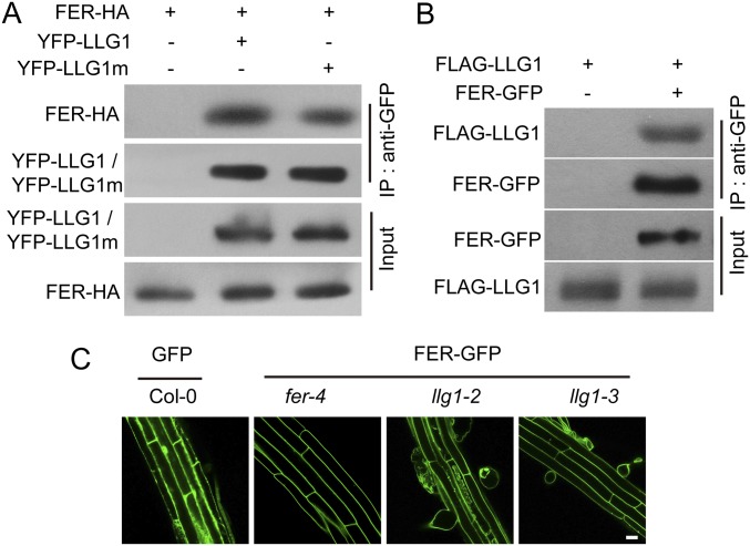 Fig. S5.