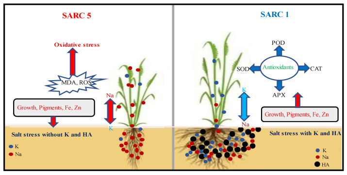 Figure 7