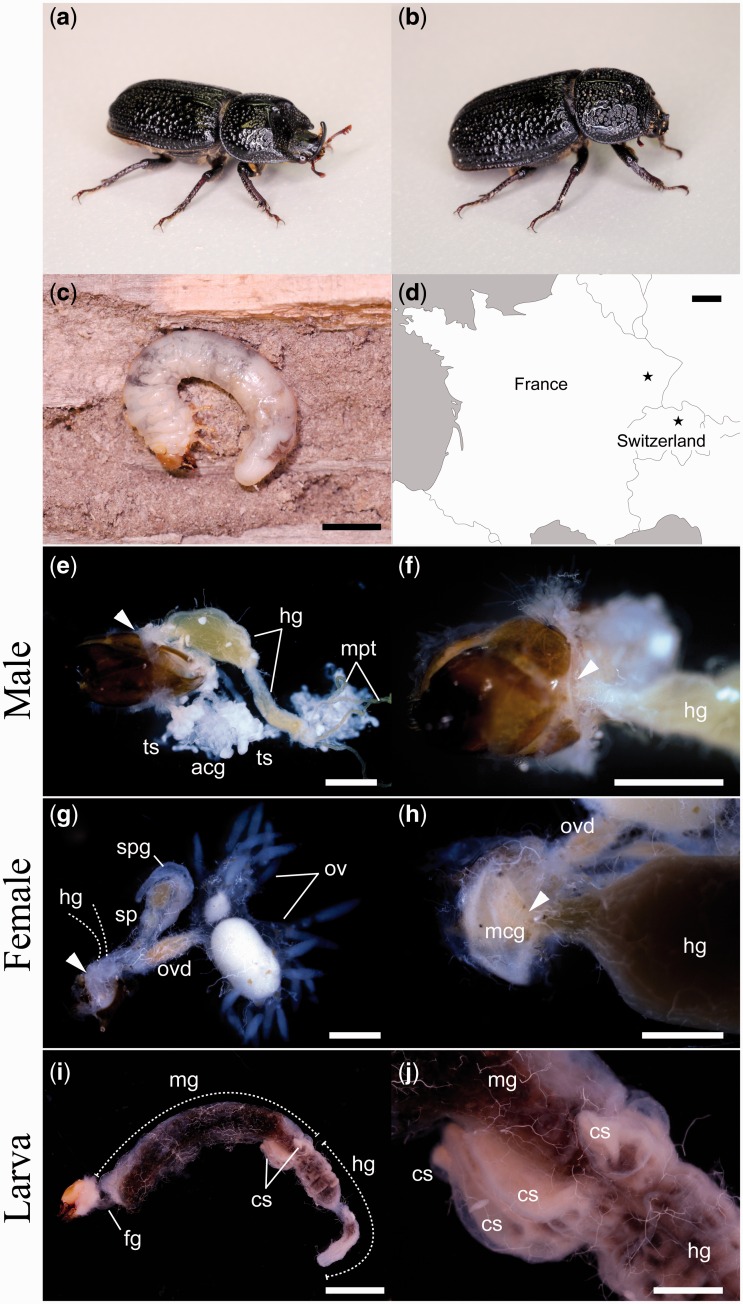 Fig. 1.