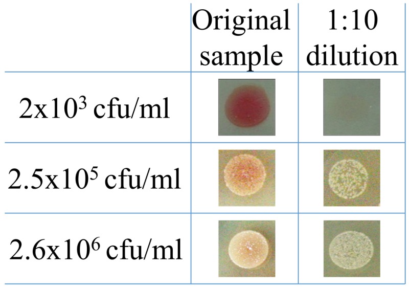 FIGURE 4