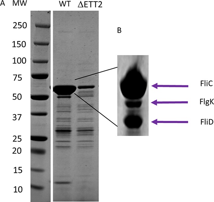 FIG 2 