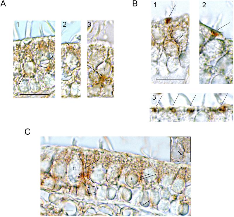 Fig. 9