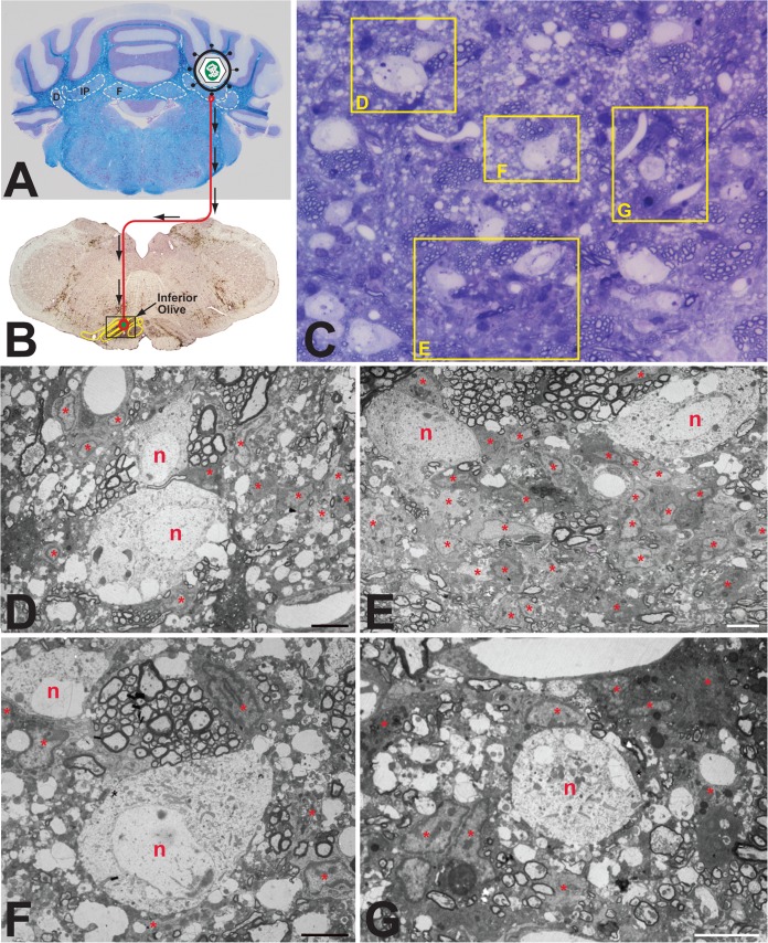 FIG 8