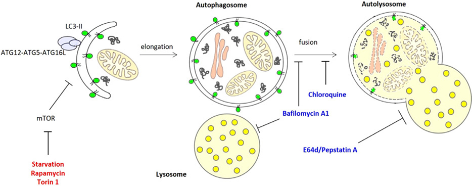 Figure 45.