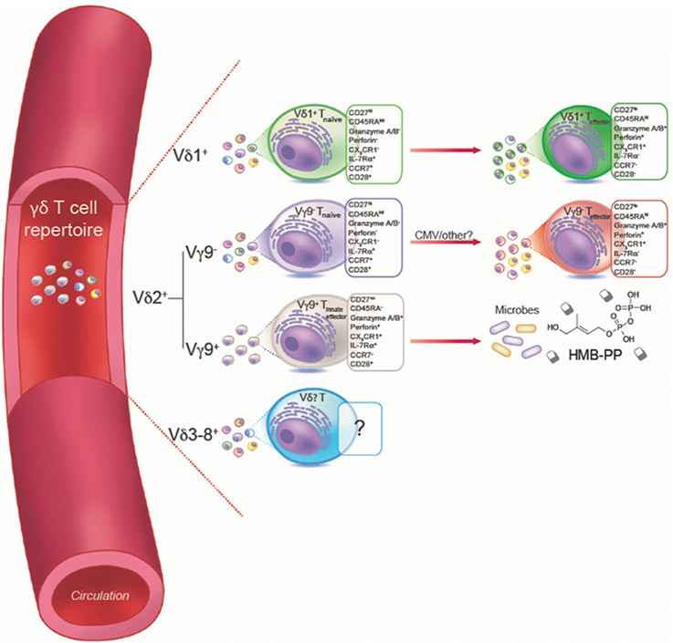 Figure 127.