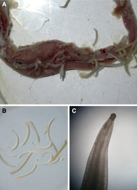 Fig. 1