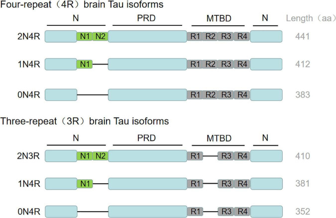 FIGURE 1