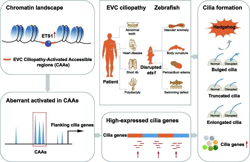 Graphical Abstract