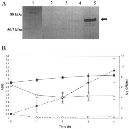 The Recombinant Phage Lysin LysK Has a Broad Spectrum of Lytic Activity ...