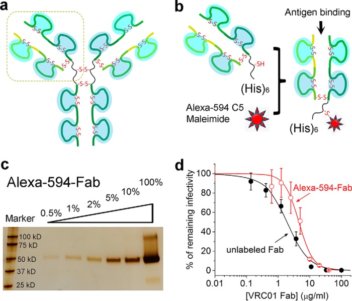 FIGURE 1.