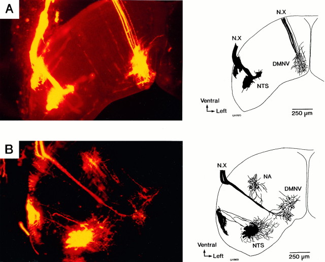 Fig. 14.