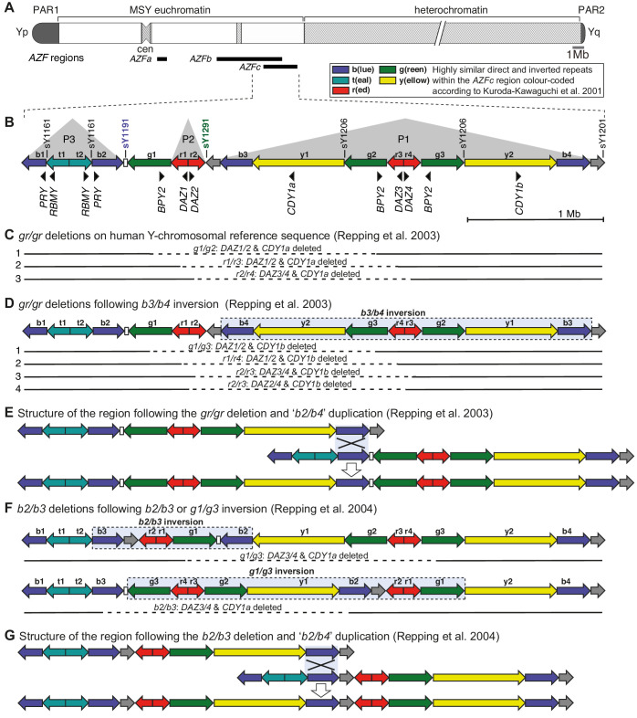 Figure 1—figure supplement 1.