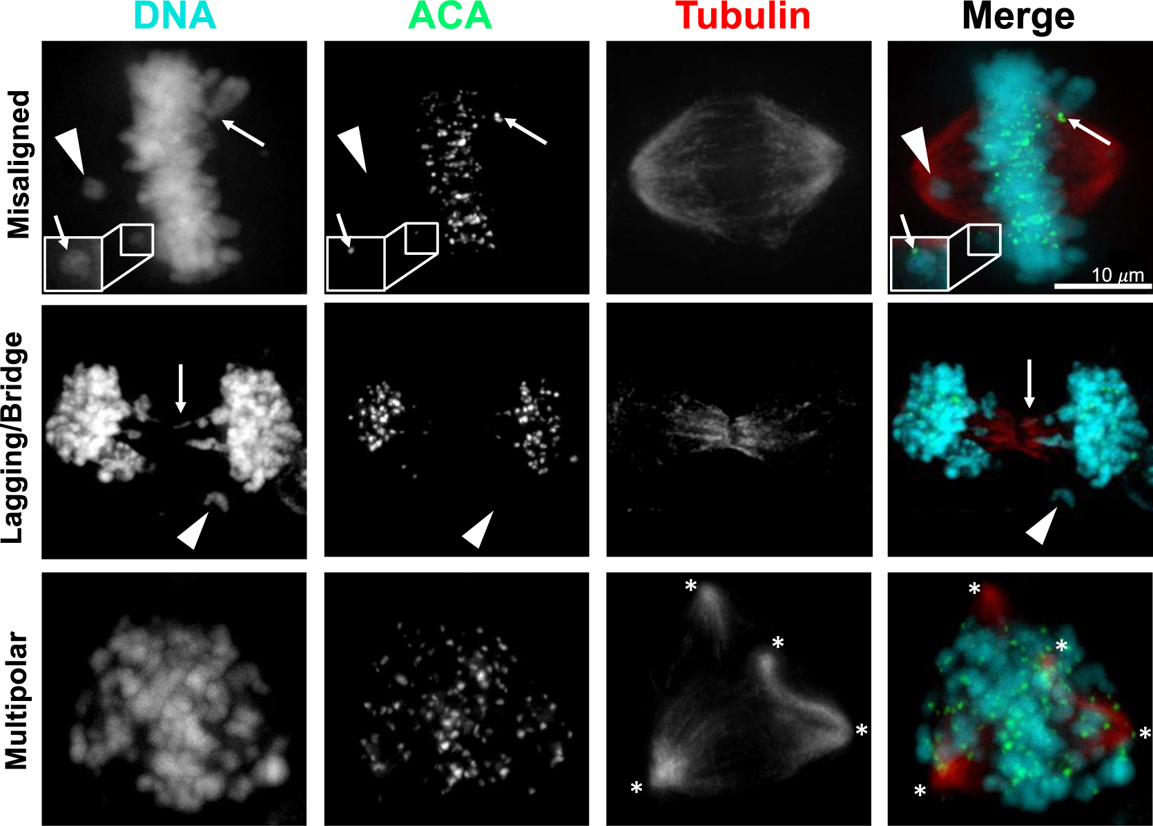 Figure 3: