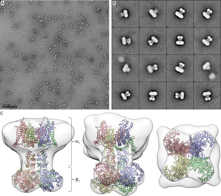 Figure 1—figure supplement 2.