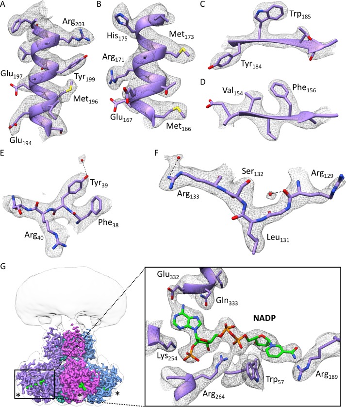 Figure 3—figure supplement 1.