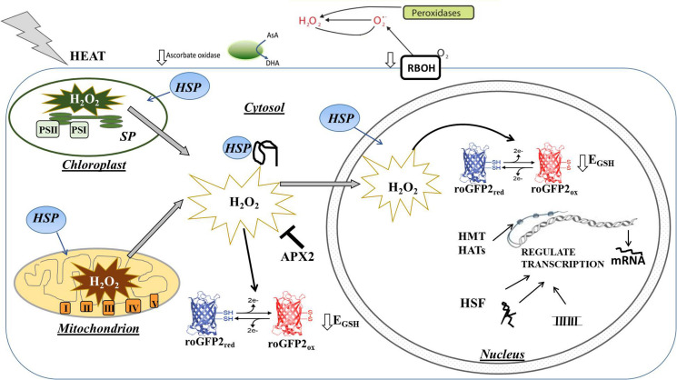 FIGURE 11