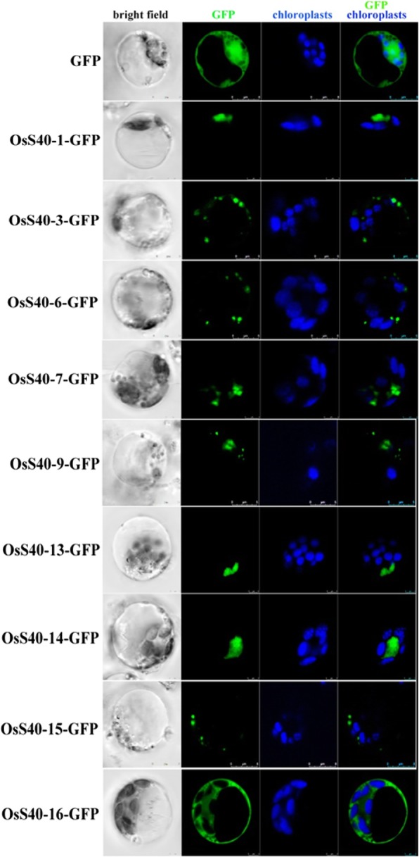 Fig. 7