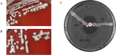 Figure 1