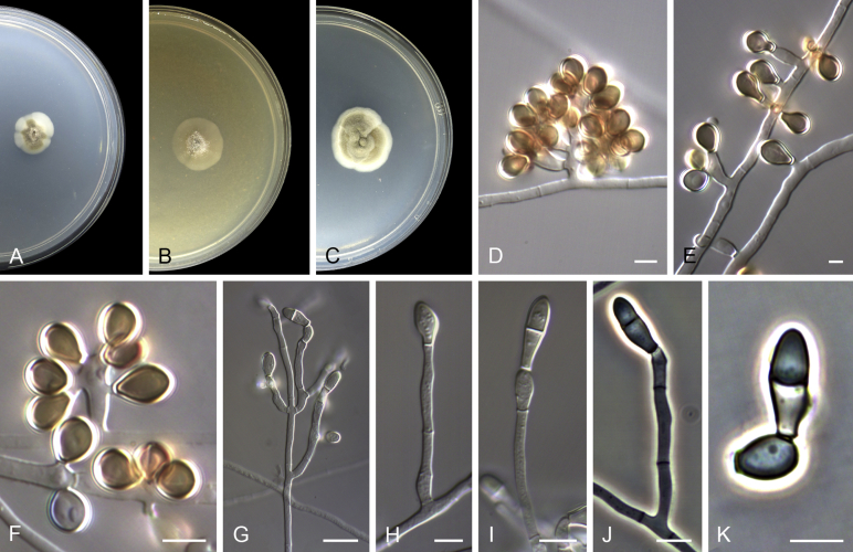 Fig. 21